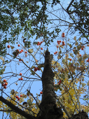 Img_0660 Img_0660
