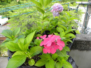 Dscn2389 Dscn2389