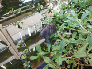 Dscf9552 Dscf9552